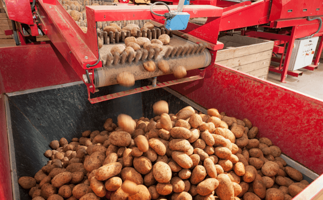 Potatoes being processed